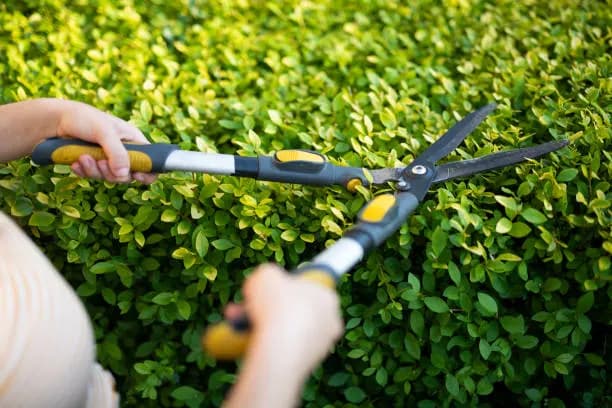 Hedge & Shrub Trimming